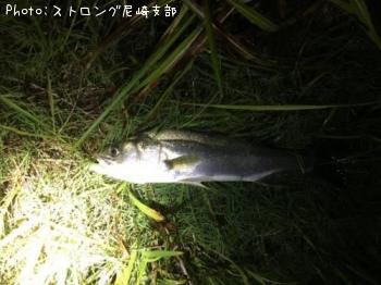 シーバス