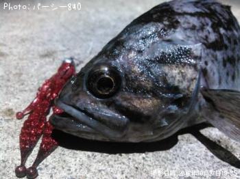 クロソイ