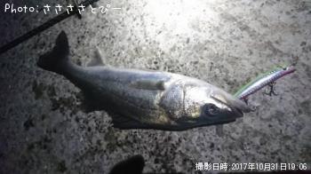 シーバス