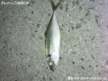 鯵