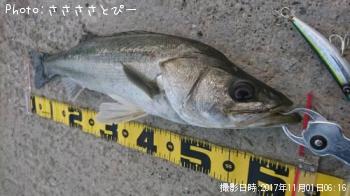 シーバス