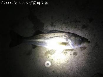 シーバス