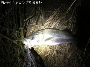 シーバス
