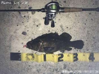 タケノコメバル