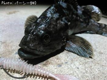 クロソイ