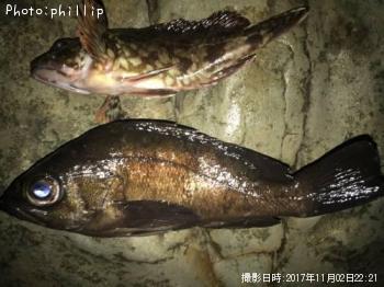 メバル、カサゴ