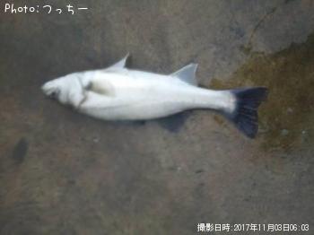 シーバス