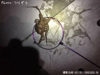 マダコ