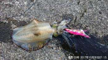 アオリイカ