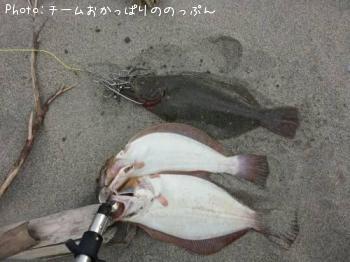 ヒラメ