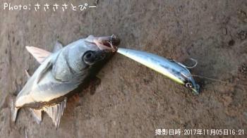 シーバス