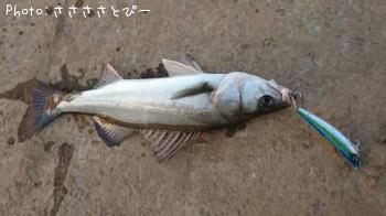 シーバス