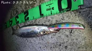 ޥ