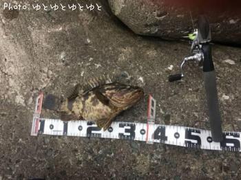 タケノコメバル