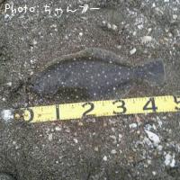 ヒラメ