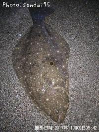ヒラメ