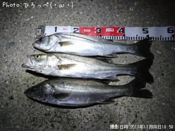 シーバス