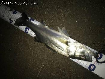 シーバス