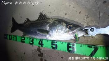 シーバス