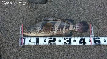 チャイロマルハタ