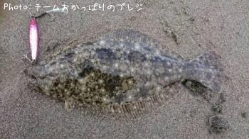 ヒラメ