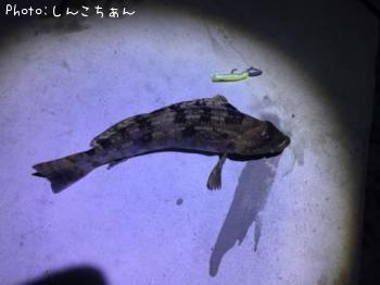 アイナメ
