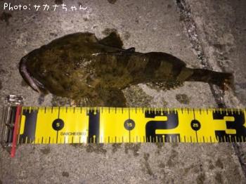 カジカ？