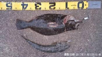 ヒラメ＆小マゴチ