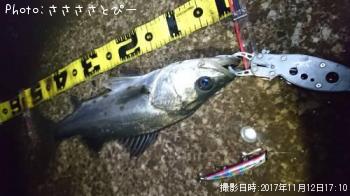 シーバス