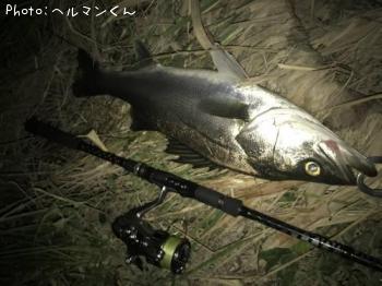 シーバス