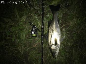 シーバス