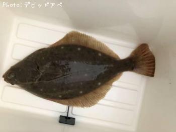 カレイ