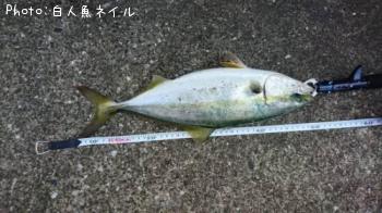 イナダ