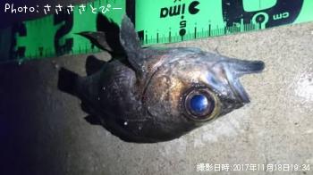 メバル＆ソイ