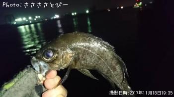 メバル＆ソイ