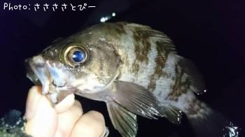 メバル＆ソイ