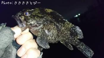 メバル＆ソイ