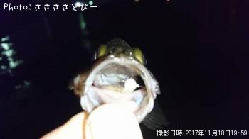 メバル＆ソイ