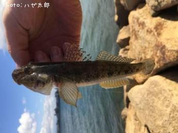 ハゼ