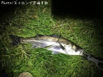シーバス