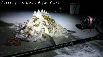 饽