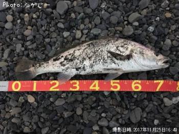 オオニベ