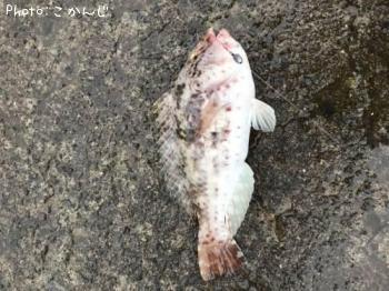 ブダイ