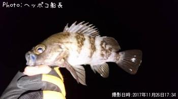 メバル