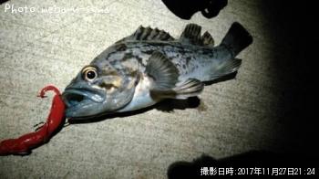 クロソイ