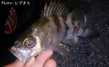 メバル