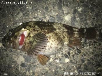 カサゴ