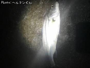 シーバス