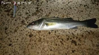 シーバス