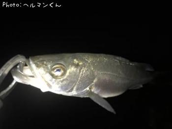 シーバス